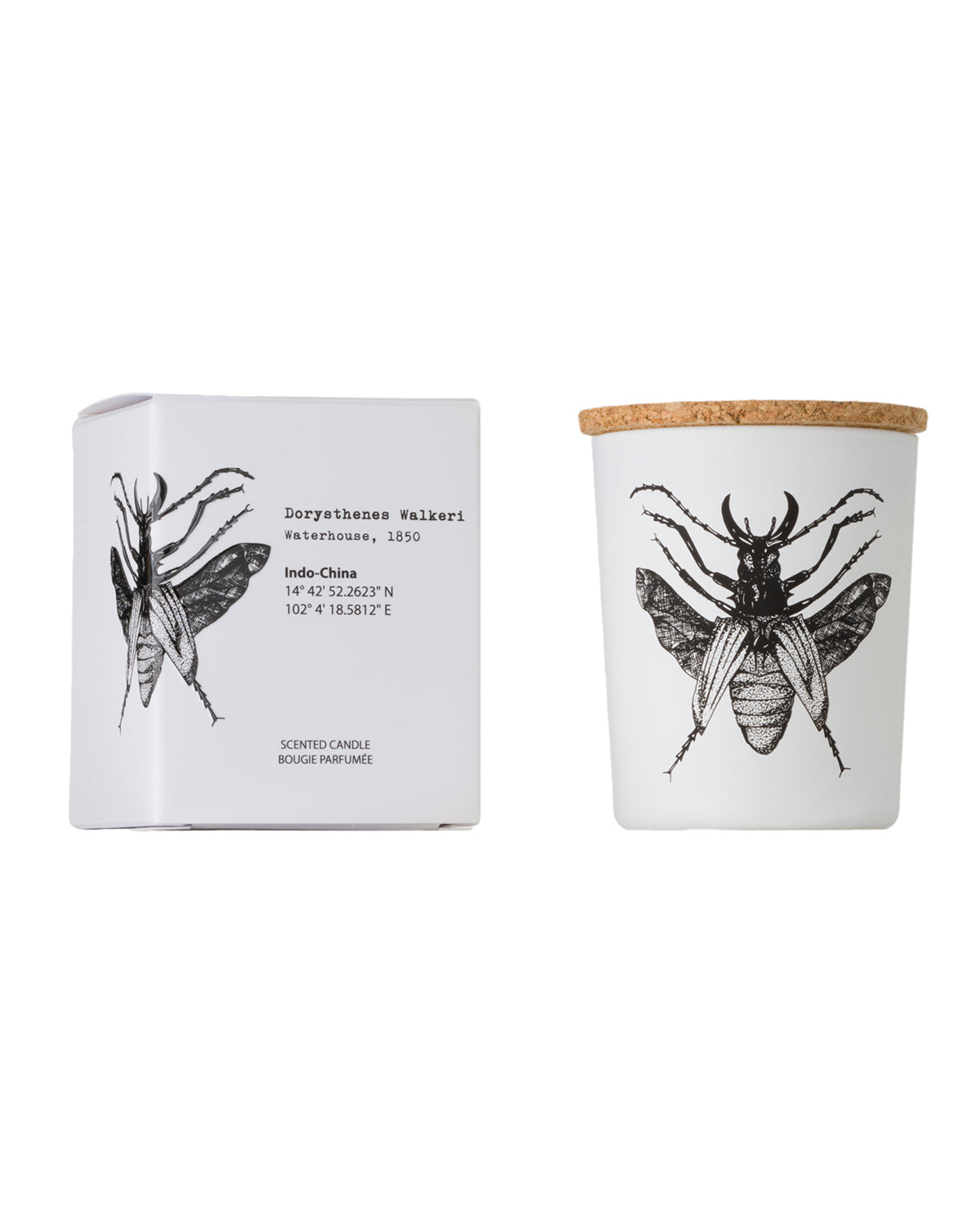 Candle in Jar INSECT 75gr LUCANUS CERVUS 2.36 diam. x 2.95 in