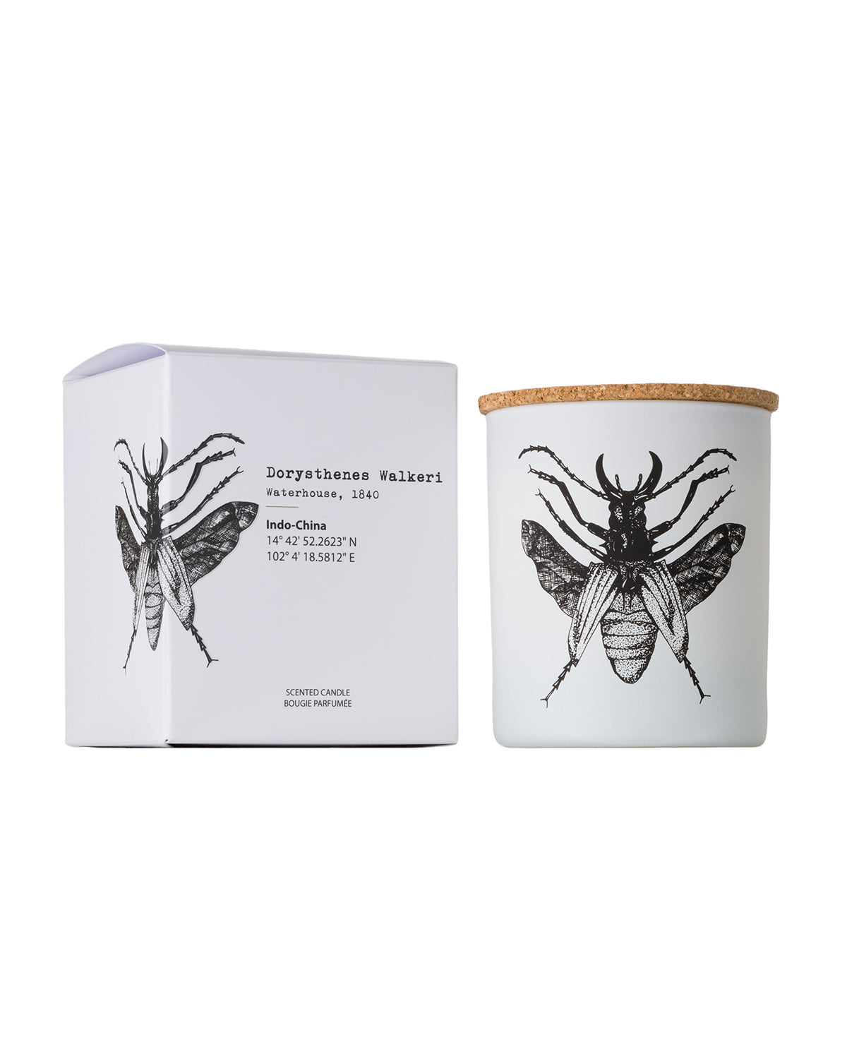 Candle in Jar INSECT 190gr DORYSTHENES WALKERI 3.35 diam. x 4.13 in