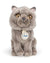 Plush BT Chaps Freddy the British Shorthair Floppy in Giftbox 6.5"