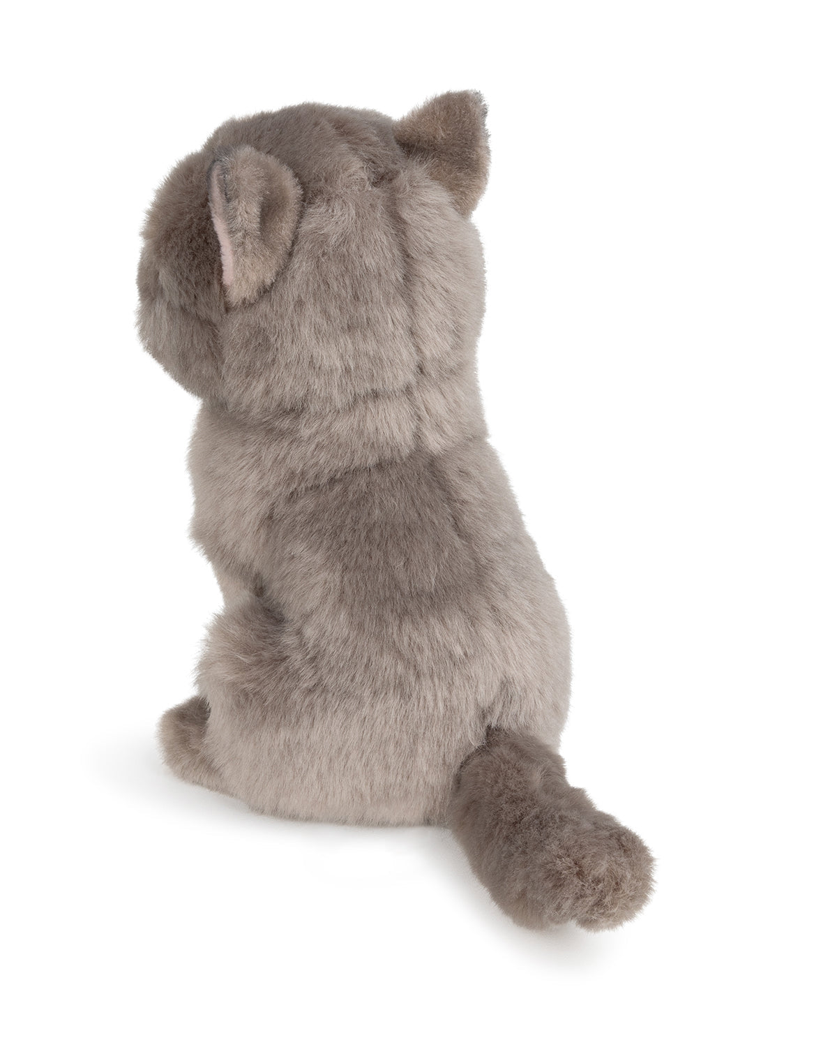 Plush BT Chaps Freddy the British Shorthair Floppy in Giftbox 6.5"