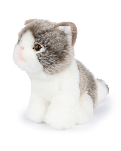 Plush BT CHAPS in Giftbox 6.5"