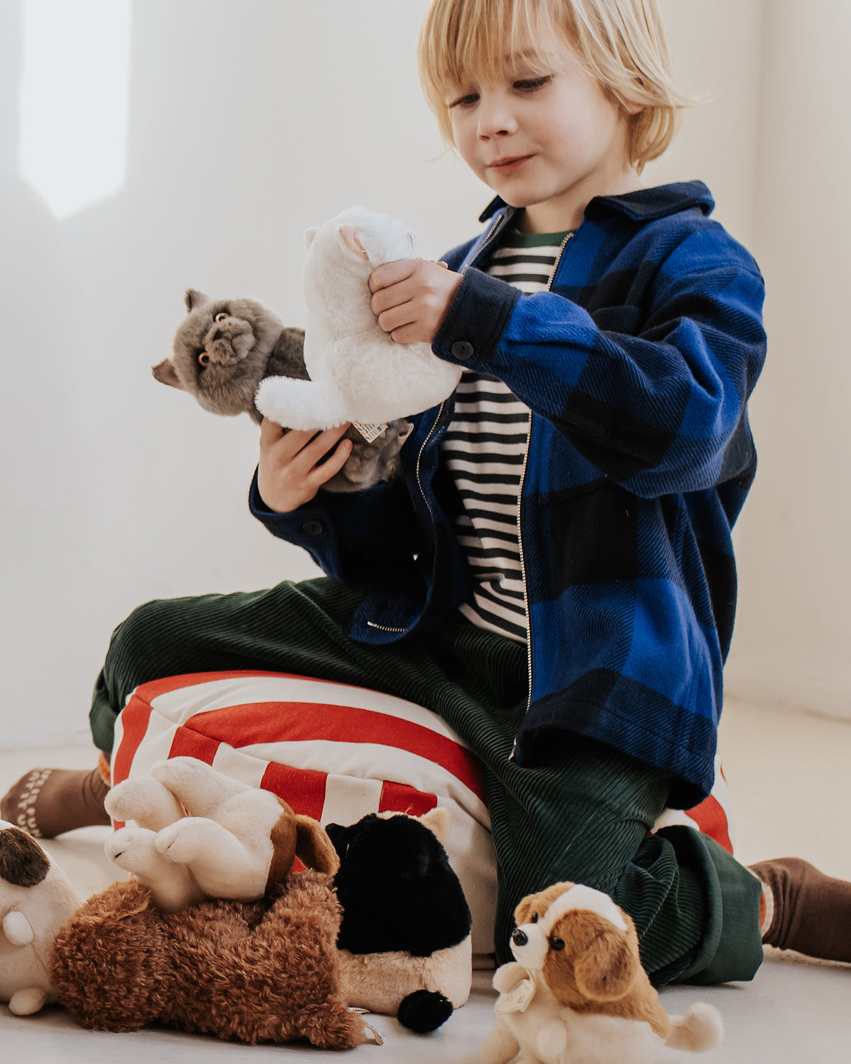 Plush BT CHAPS FREDDY THE BRITISH SHORTHAIR FLOPPY in Giftbox 6.5