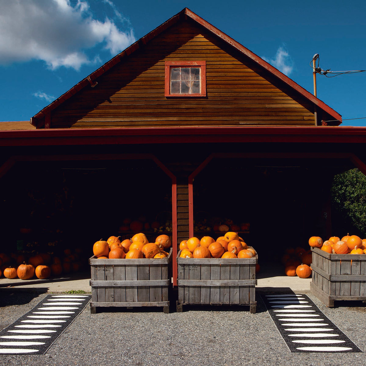 Pappelina x Bloomindales 3