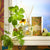 Aroma Reed Diffuser Mango Kiwi & Passion Fruit 245ml