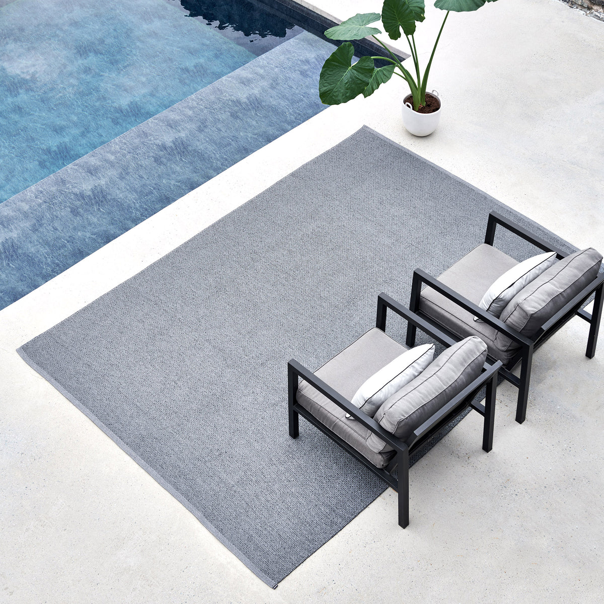 Pappelina x Bloomindales 2