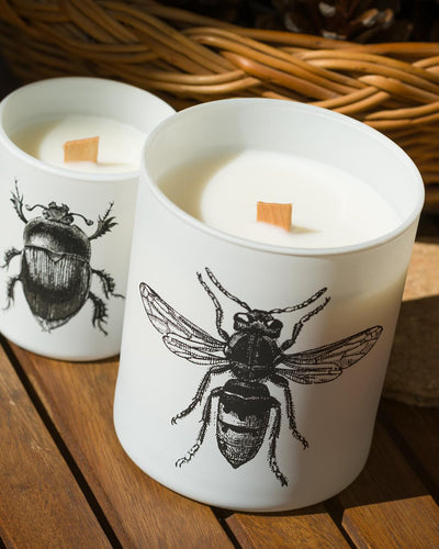 Candle in Jar INSECT Wood Wick 7oz Calabrone