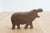 Eguchi Toys Rattle WOODEN HIPPO